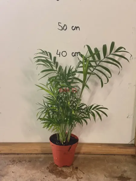 1_Chamaedorea_Elegans.webp