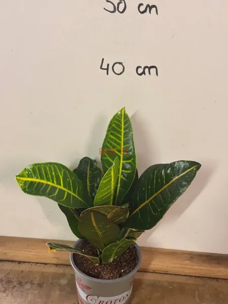 1_Codiaeum_Variegatum.webp