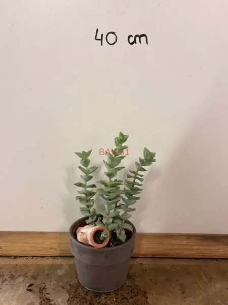 1_Crassula_Perforata.webp