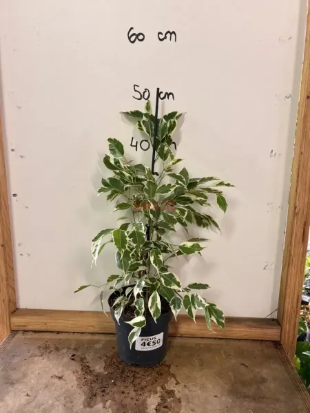 1_Ficus_Benjamina_Panache.webp