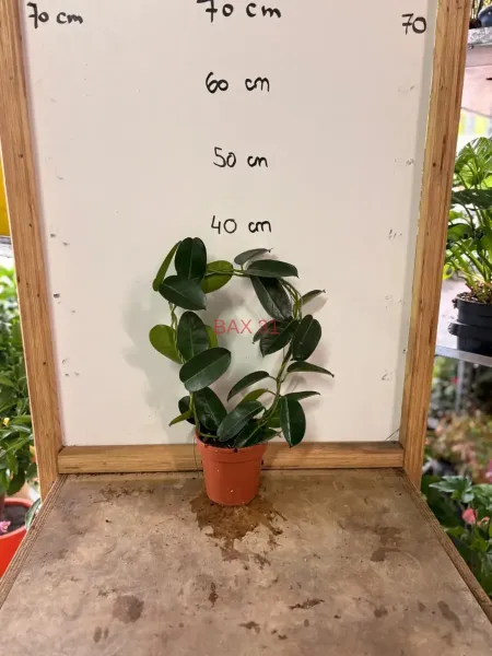 1_Ficus_Elastica.webp