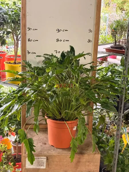 1_Philodendron_Xanadu.webp