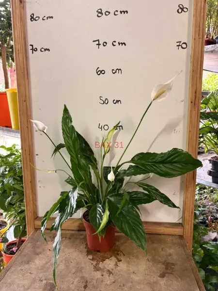 1_Spathiphyllum.webp