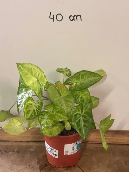1_Syngonium_Podophyllum.webp