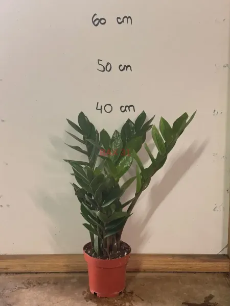 1_Zamioculcas_Zamiifolia.webp