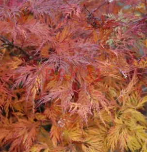 ACER-PALMATUM-DISSECTUM-EMERALD-LACE-29E90