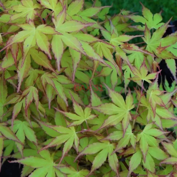 Acer-Katsura-29E90