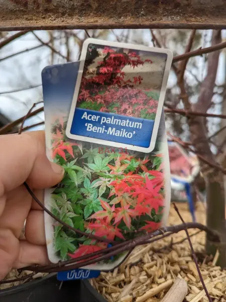 Acer-Palmatum-Beni-Maiko-29E90