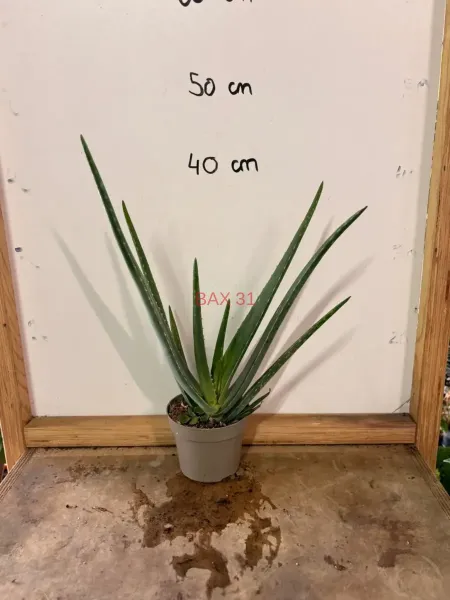 Aloe_Vera.webp