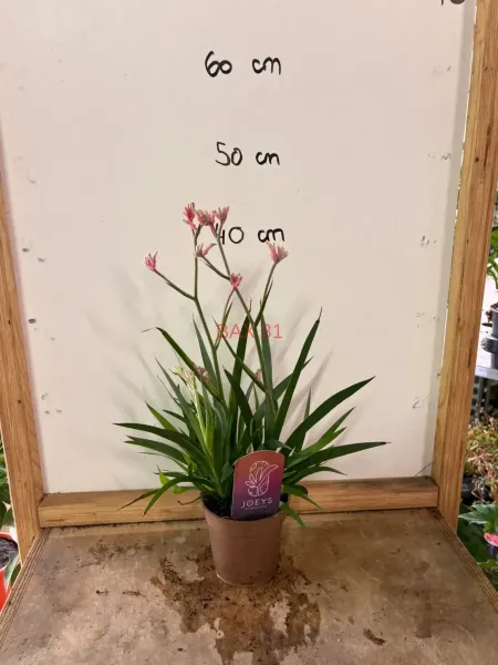 Anigozanthos.webp