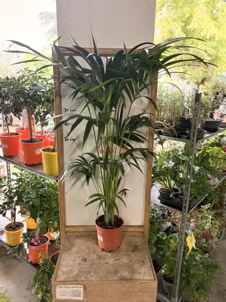 Areca