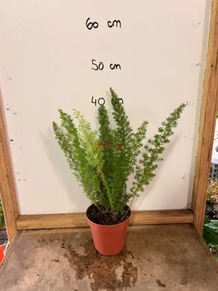 Asparagus_Densiflorus_Meyeri.webp
