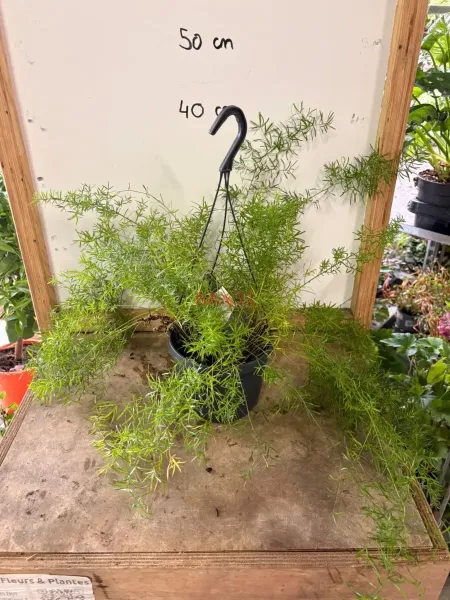 Asparagus_Sprengeri