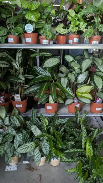 Calathea