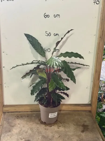 Calathea_Rufibarba.webp