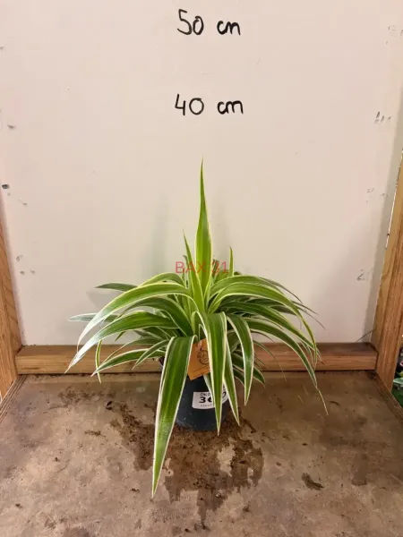Chlorophytum_Comosum.webp