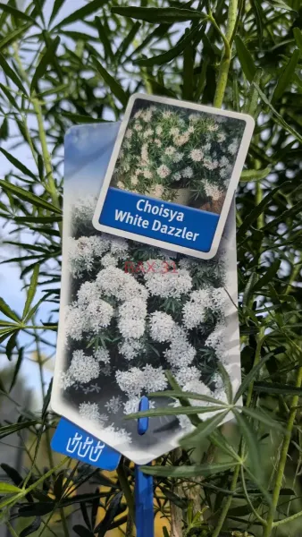 Choisiya-Ternata-White-Dazzler