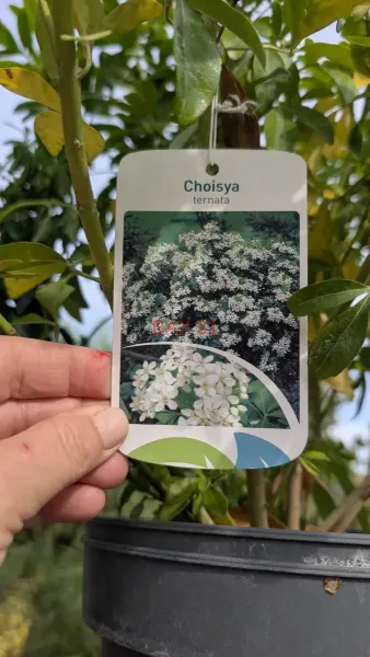 Choisiya-Ternata