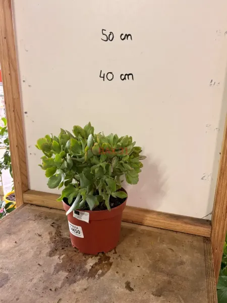 Crassula_Ovata.webp
