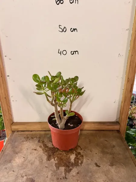 Crassula_Ovata_02.webp