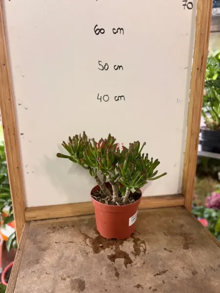 Crassula_Ovata_Gollum.webp