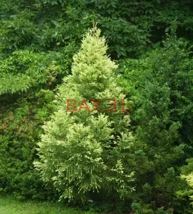 Cryptomeria-Japonica-Sekkan-Cedre-Du-Japon