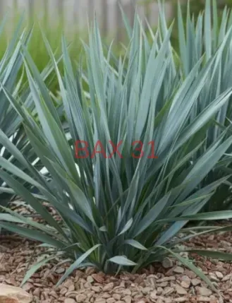 Dianella-1