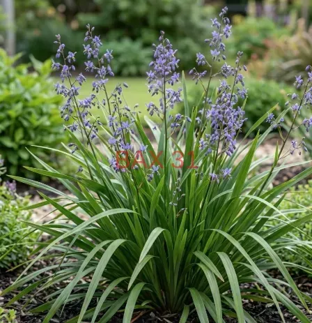 Dianella-2