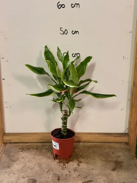 Dracaena_Fragrans.webp