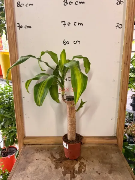 Dracaena_Fragrans_Massangeana.webp