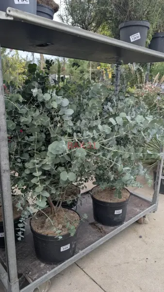 Eucalyptus-France-Bleue