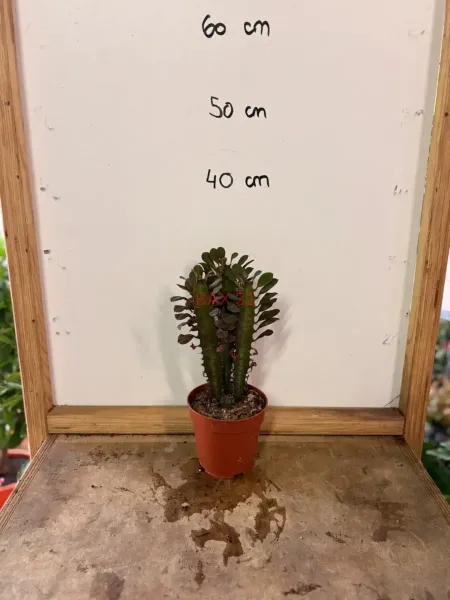 Euphorbia_Trigona.webp