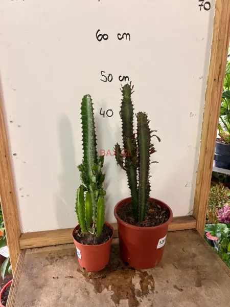 Euphorbia_Trigona_02
