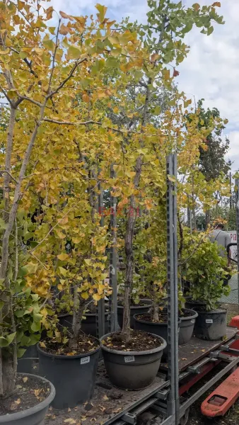 Ginko-Biloba