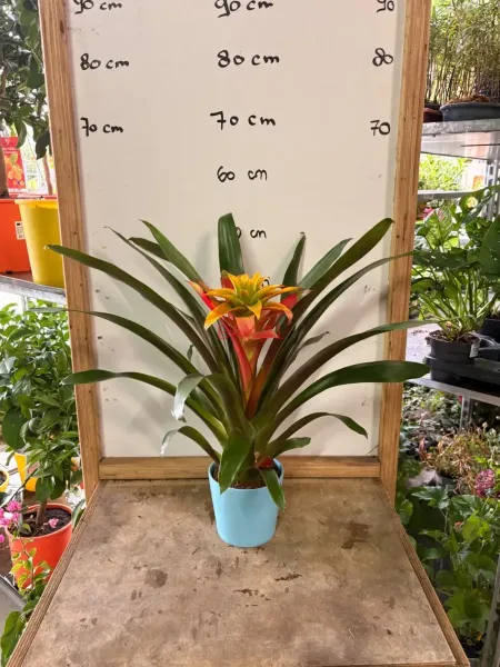 Guzmania.webp