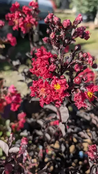 Lagerstroemia-Black-Diamond-Crimson-Red-1