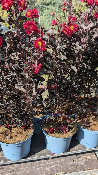 Lagerstroemia-Black-Diamond-Crimson-Red-2