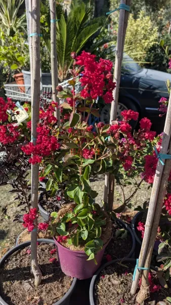 Lagerstroemia-Dynamite