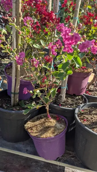 Lagerstroemia-Indian-Charm-Violet-D-Ete-1