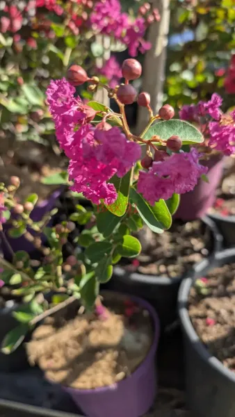 Lagerstroemia-Indian-Charm-Violet-D-Ete-2
