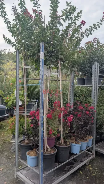 Lagerstroemia-Indica-Durand-Red