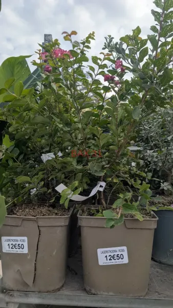 Lagerstroemia-Rose