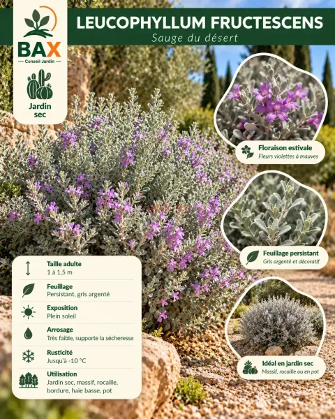 Leucophyllum-Au-Jardin-Sec