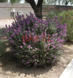 Leucophyllum-Frutescens-1