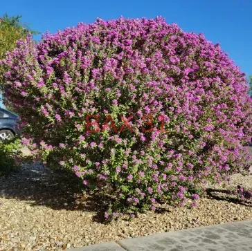 Leucophyllum-Frutescens-3