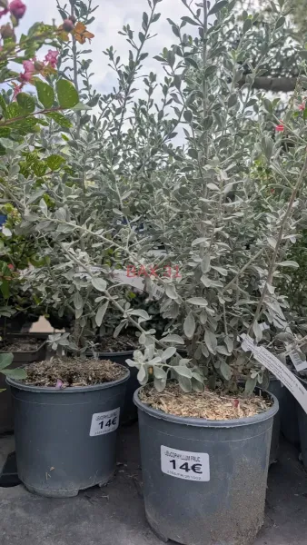 Leucophyllum