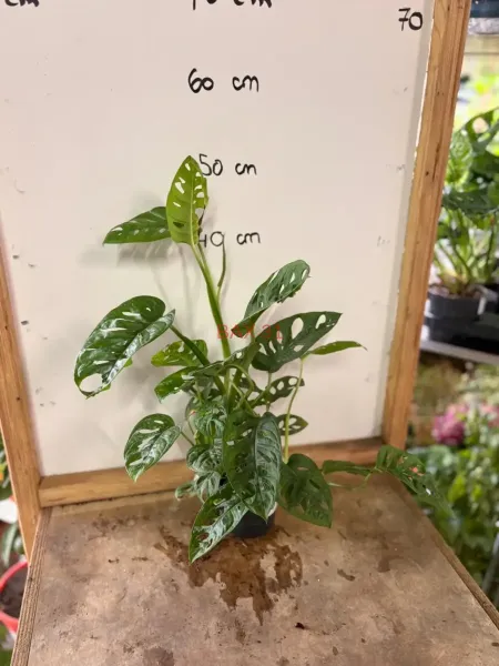 Monstera_Adansonii