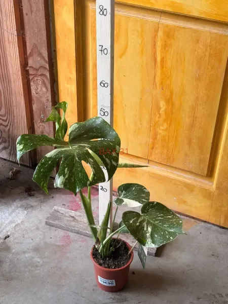 Monstera_Deliciosa_Thai_Constellation