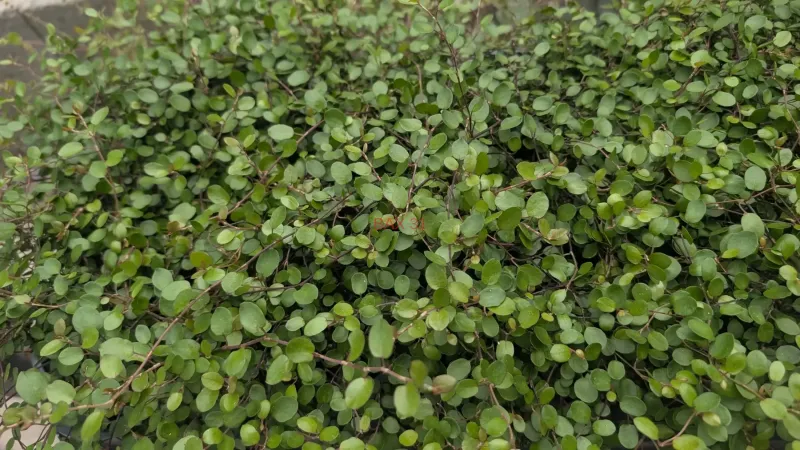 Muhelenbeckia
