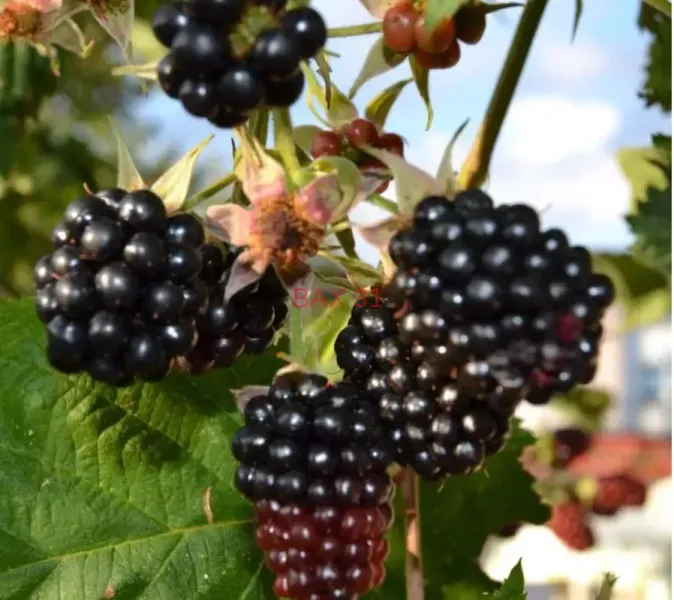 Murier-sans-epine-Gros-fruits